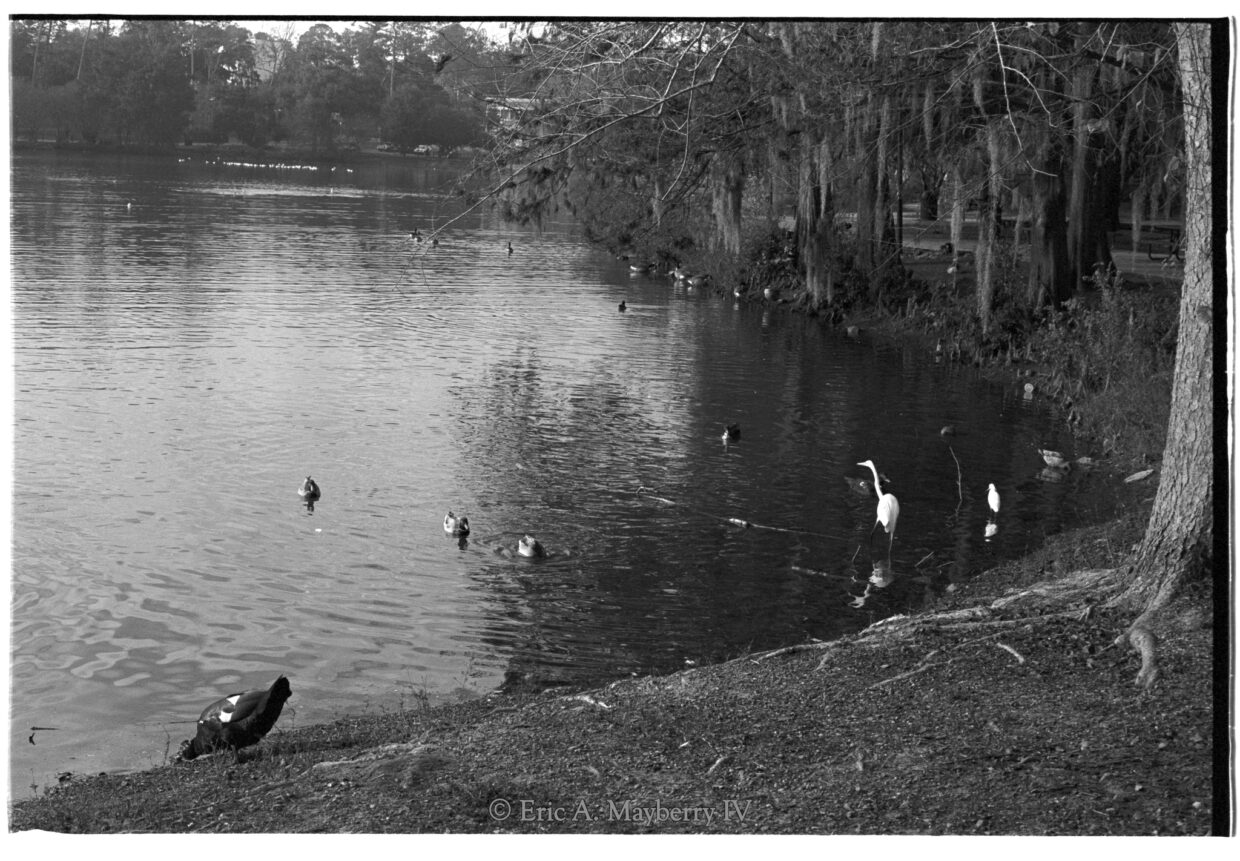 Birds at Lake Ella